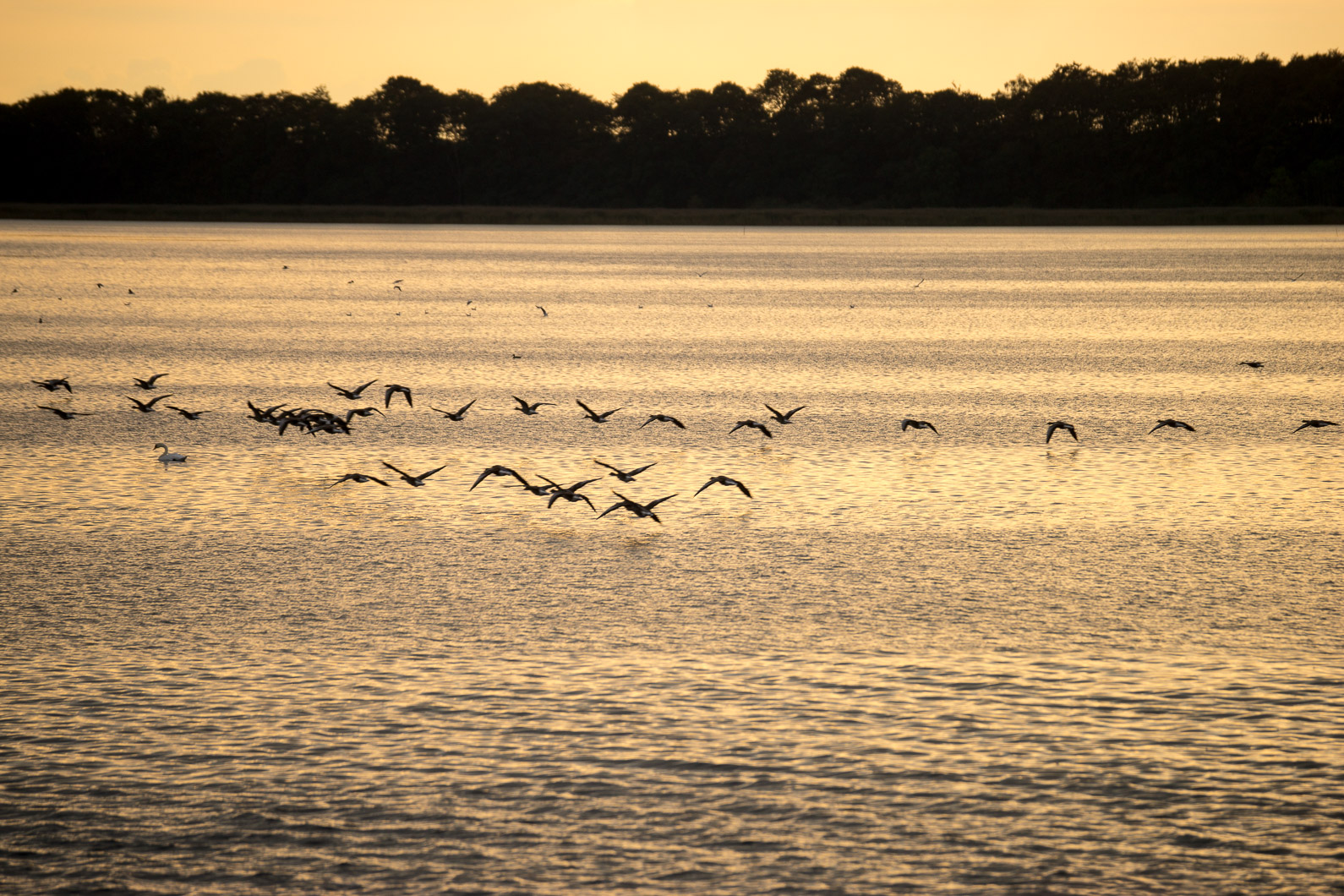20160920 174704 Kranichtour nach Pramort Darß